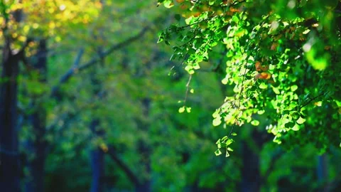 Dense green foliage close up with layered branches Video stock 348068871