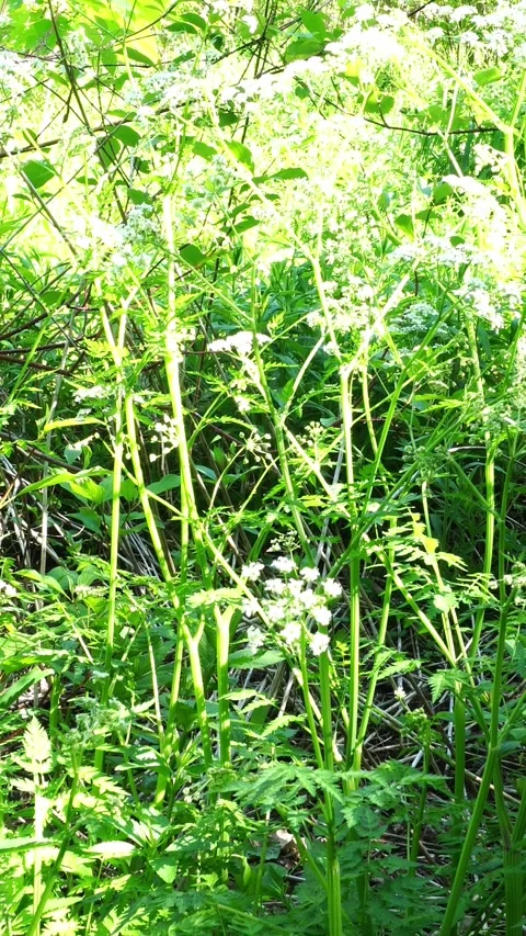 Dense green foliage with clusters of small white flowers illuminated by bright Stock Footage 337221756