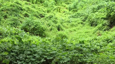Dense Green Foliage Covering a Forest Slope Video stock 344057425