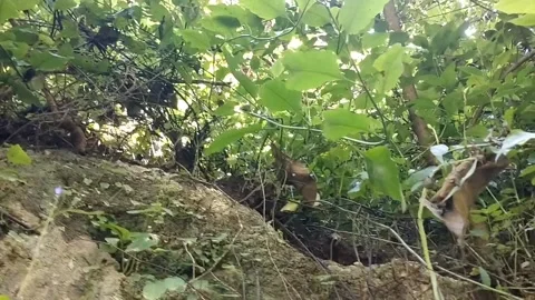 Dense Green Foliage Stock Footage 330586906