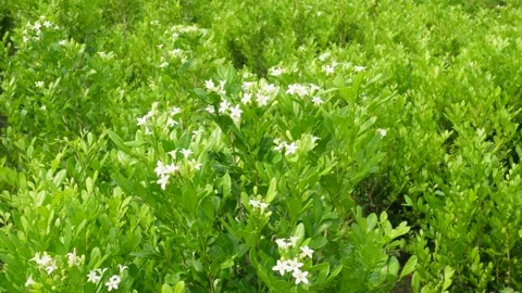 Dense Green Foliage Stock-Footage 340642612