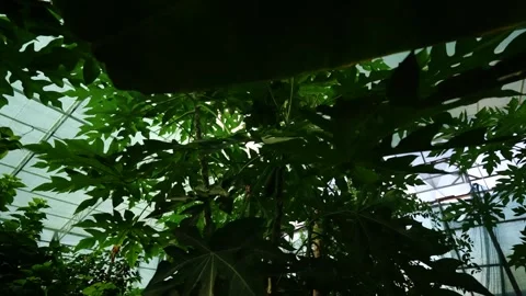 Dense green foliage in forest canopy Vídeo Stock 347396903