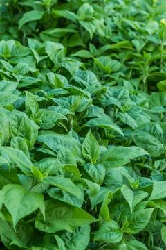 Dense green foliage forms a natural pattern with healthy, vibrant leaves, ill Stock Photos