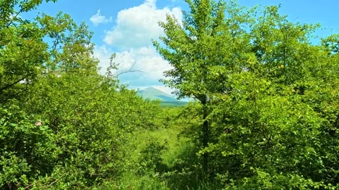 Dense green foliage frames a clear blue sky. Vrmdza Lake, Serbia Vídeos de archivo 338024638