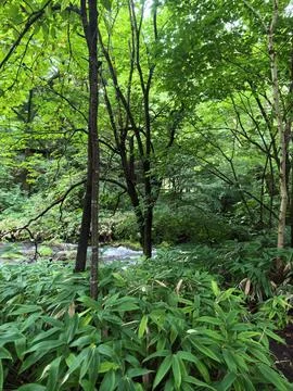 Dense green foliage frames a quiet forest stream Stock Photos