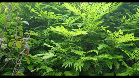 Dense Green Foliage with Gentle Leaf Movement, No People Stock Footage 330408351