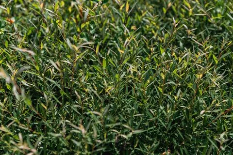 Dense, green foliage, likely a type of shrub or bush with narrow leaves. It.. Stock Photos