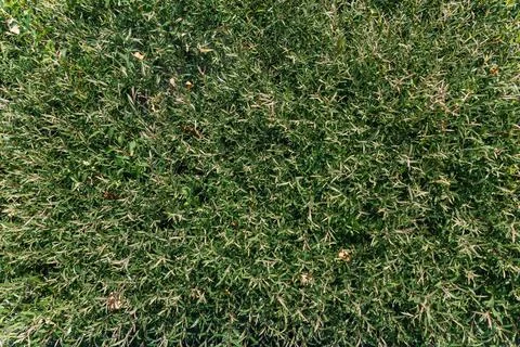 Dense, green foliage, likely a type of shrub or bush with narrow leaves. It.. Stock Photos