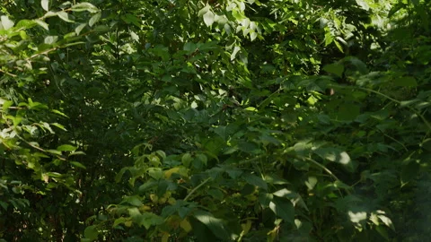 Dense Green Foliage of Summer Forest Shrubs and Wild Bushes 動画素材 342377416