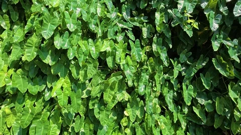 Dense green foliage wall creating lush natural background texture 動画素材 342574272