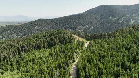 Dense Green Forest Aerial View | Bozeman Montana Summer Vídeos de archivo 331477870