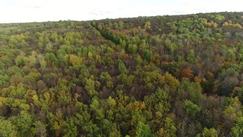  Dense green forest. Air View Video stock 161424017