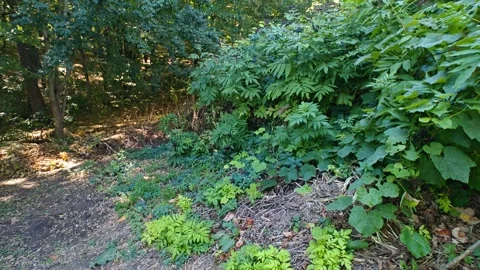 Dense green forest and clearing 스톡 동영상 317649717