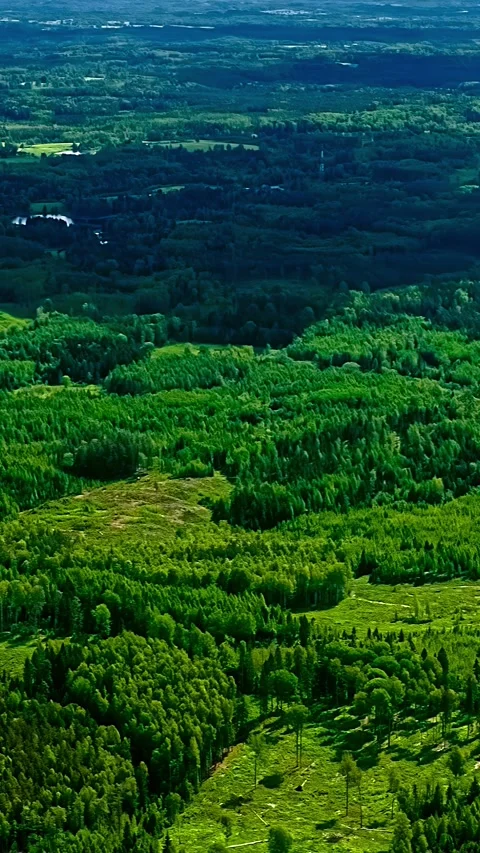 Dense Green Forest and Patchwork Clearings Across Broad Rural Landscape Stock Footage 344028230