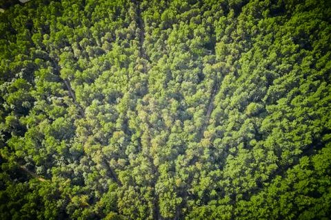 Dense green forest and small narrow paths. Aerial view from above. Summer. Stock Photos