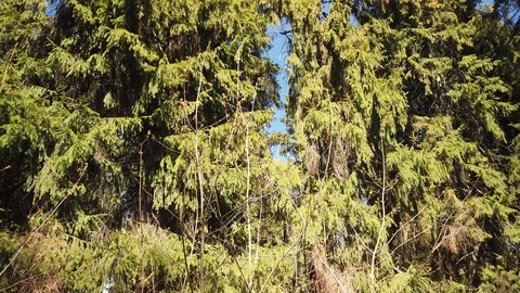 Dense green forest and squirrel runs on branches 4k Stock Footage 129587425