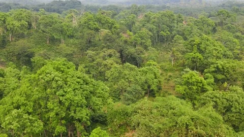 Dense green forest canopy aerial drone view in Bangladesh Stock Footage 346453924