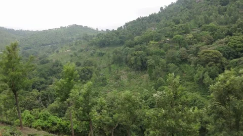 Dense green forest canopy and tea terraces Stock Footage 346334938