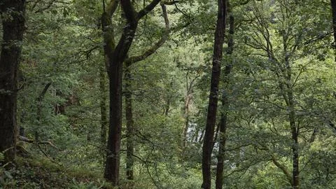 Dense green forest canopy and tall tree trunks looking down over a lush woodl Stock Photos