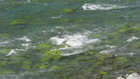 Dense Green Forest Canopy in Daylight Stock Footage 308575964