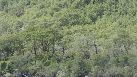 Dense Green Forest Canopy in Daylight Stock Footage 308576125