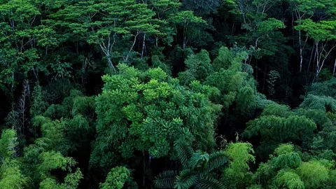 Dense Green Forest Canopy Stock Footage 323142610