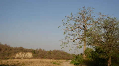 Dense Green Forest Canopy In Jim Corbett National Park 4K Vidéo 346367705