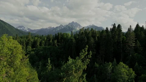 Dense green Forest canopy top view Stock Footage 314235030