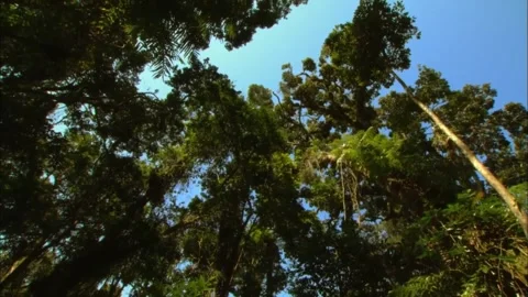 Dense Green Forest Canopy, Tropical Jungle Trees Landscape, 4K Stock Footage 339043201