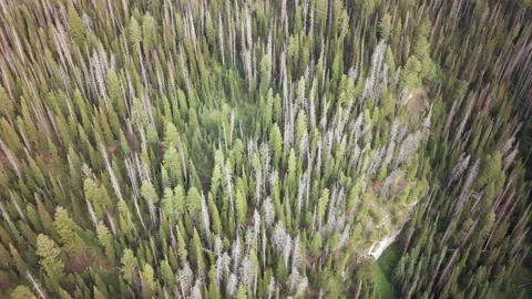 Dense Green Forest Canopy in Uinta Mountains Utah Drift Stock Footage 339638914