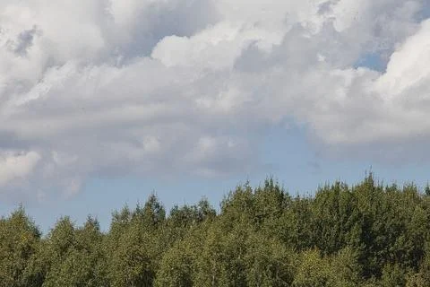Dense green forest canopy under a dramatic sky with fluffy white clouds Stock Photos