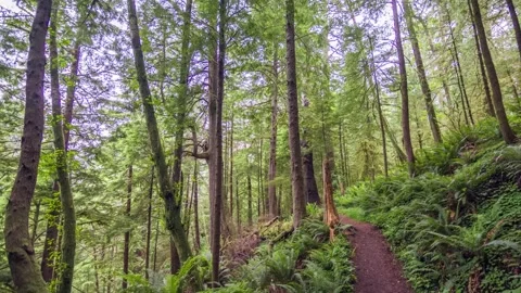 Dense green forest captured in 4K at Clatsop Loop Trail, Oregon, with tall trees Stock Footage 309328030