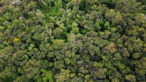 Dense Green Forest in Chapada dos Guimaraes Park, Mato Grosso, Brazil Stock Footage 309879989