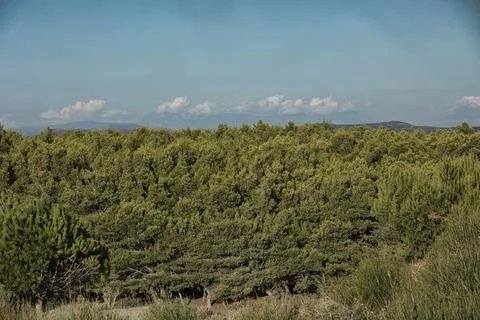 Dense green forest covering Stock Photos