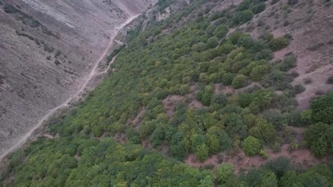 Dense green forest covers mountain hills with thick vegetation and rolling Stock Footage 342703701