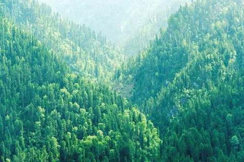 A dense green forest covers rolling hills Stock Photos
