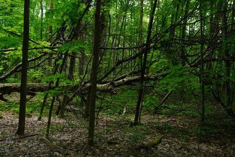 Dense green forest with a fallen tree obstructing a path and tangled branches 写真素材