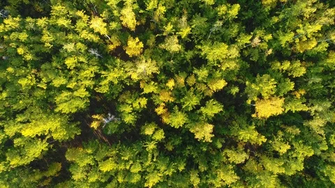 Dense green forest Stock Footage 88066719