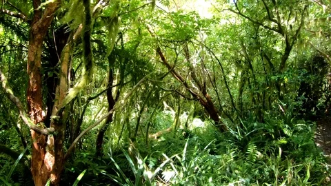 Dense Green Forest Stockbeeldmateriaal 127268601