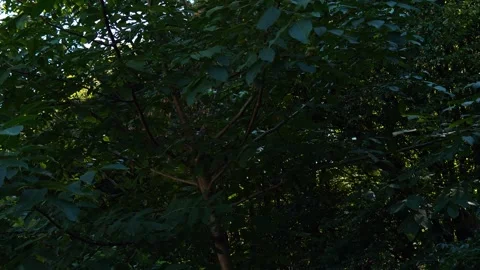Dense green forest Stock-Footage 317649764