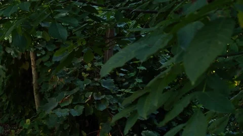 Dense green forest glimmers of light Stock-Footage 317649783