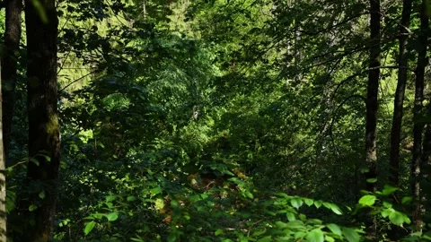 Dense Green Forest with Hidden Stream and Summer Sunlight Stock Footage 338268475