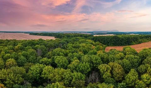 Dense green forest with high trees near harvested fields Stock-Fotos