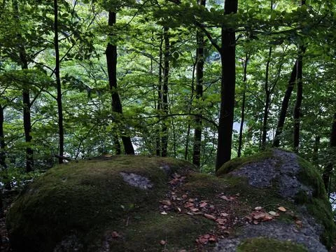 Dense green forest interior with mossy rocks, slender tree trunks, and shaded Stock Photos