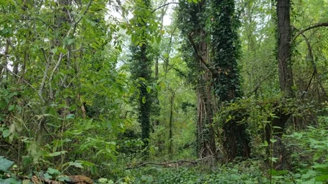 Dense Green Forest with Ivy Covered Trees After Rainfall Scene Stock Footage 320161928