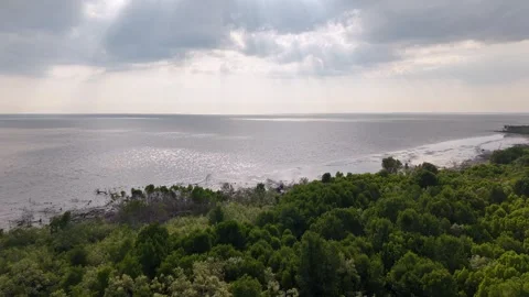 Dense green forest meets calm ocean under dramatic skies Stock Footage 337719541