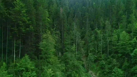 Dense green forest in the mountain with forever green Stock Footage 315862422