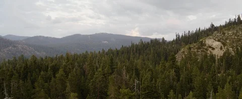 Dense green forest on the mountain slope Stock Footage 92052030