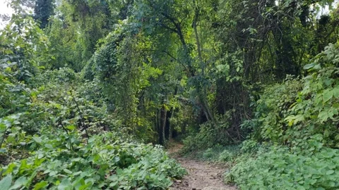 Dense Green Forest Path Stock Footage 319887930