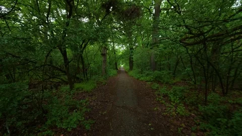 Dense green forest path stretches ahead. Sumarice, Kragujevac Stock Footage 340900265